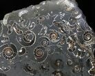 Marston Magna Ammonite Cluster - Polished on Back #30744-3